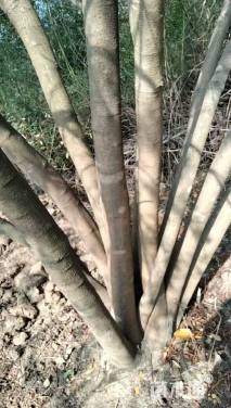 30公分黄连木