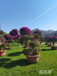 高度300厘米三角梅柱