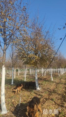 12公分欧洲小叶椴