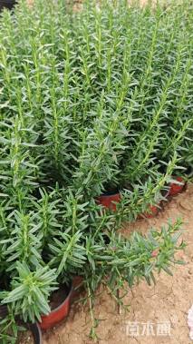 高度30厘米迷迭香