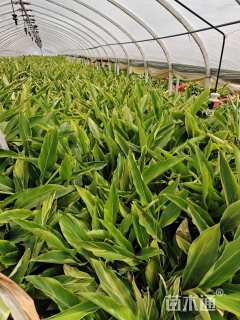 高度70厘米花叶良姜