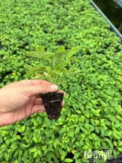 高度6厘米火焰南天竹