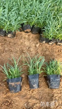 高度20厘米地被石竹