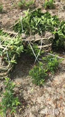 高度30厘米毛鹃