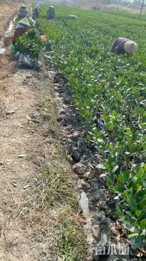 高度30厘米白骨壤