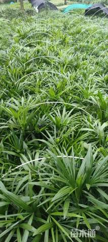 裸干高50厘米细叶棕竹