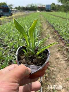 高度20厘米水生美人蕉