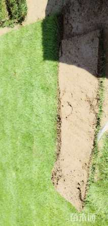 草卷状马尼拉草