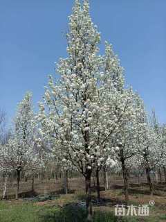 17公分彩叶豆梨