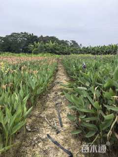 高度30厘米再力花