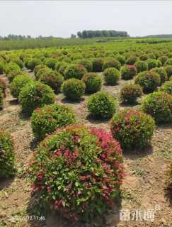 高度100厘米红王子锦带球