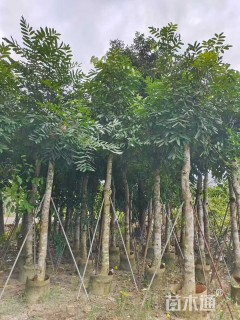 12公分桃花心木