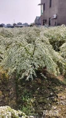高度100厘米喷雪花