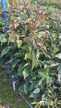 0.4公分红花油茶