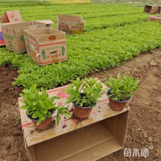 高度20厘米三七景天