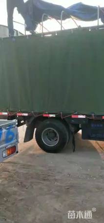 高度30厘米菊花