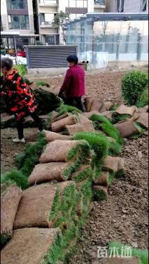 草卷状普通绿地-->早熟禾草(早熟禾草坪)