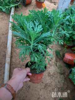 高度25厘米木春菊