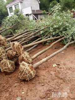 15公分光杆香樟