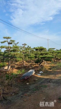 高度400厘米黑松