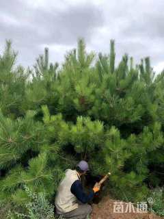 高度100厘米油松小苗