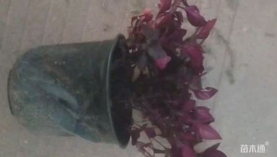 高度25厘米红莲子草