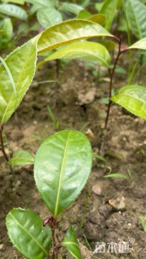 高度5厘米茶树