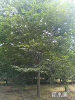 22公分榉树
