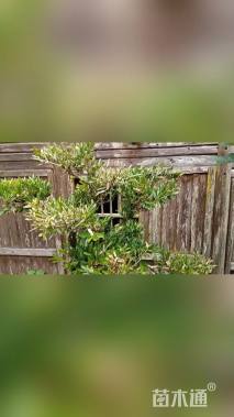 高度48厘米雀舌黄杨