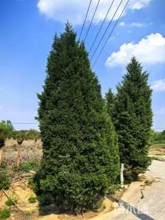 高度400厘米蜀桧