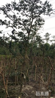 高度380厘米瓜子黄杨