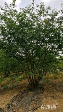 高度700厘米丛生三角枫