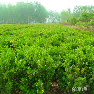 高度50厘米大叶黄杨小苗