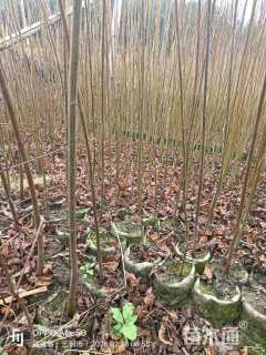 高度80厘米乌桕小苗