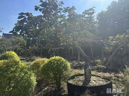 10公分异形龙爪柿子树