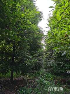 10公分金丝楠木