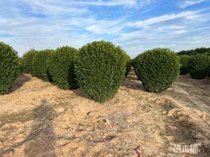 冠幅200厘米大叶黄杨球