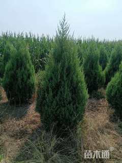 高度180厘米蜀桧