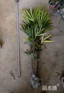 裸干高20厘米棕竹
