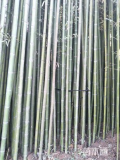 6公分刚竹