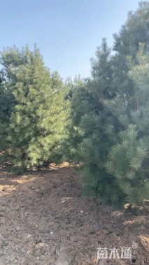 高度500厘米白皮松