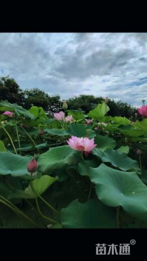 高度35厘米荷花