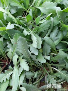 高度10厘米宿根天人菊