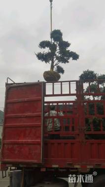 容器苗造型罗汉松