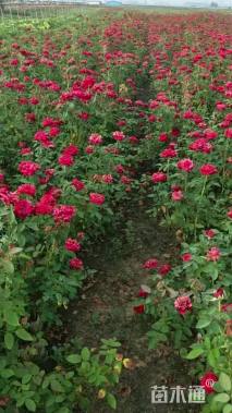 高度100厘米大花月季