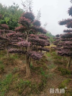 10公分造型红花继木桩