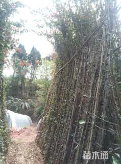 高度300厘米三角梅