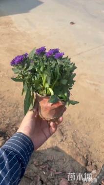 高度25厘米翠菊