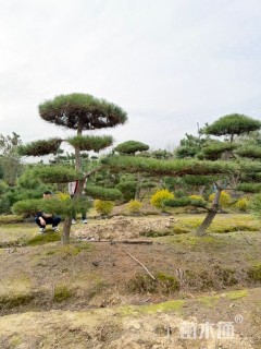 12公分造型黑松