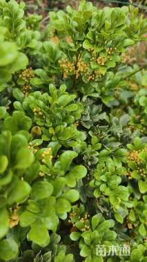 高度40厘米米兰球